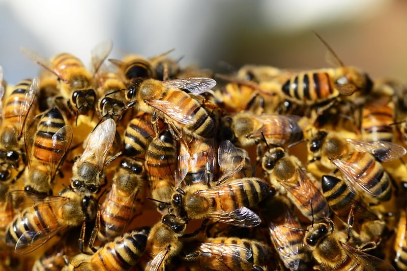 Rooftop Beekeeping